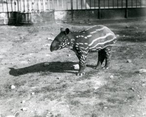 Un jeune tapir malais au zoo de Londres, 5 octobre 1921 - Frederick William Bond